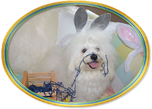 Hippity Hoppity Coton de Tulear